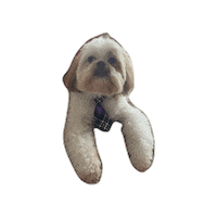 Real Estate Dog Sticker by RGI Realty
