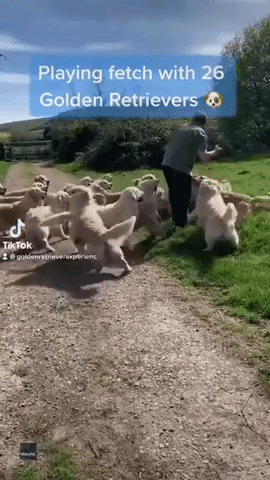 Pack of Golden Retrievers Stampede, Feed, and Play
