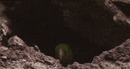 Bird Parakeet GIF