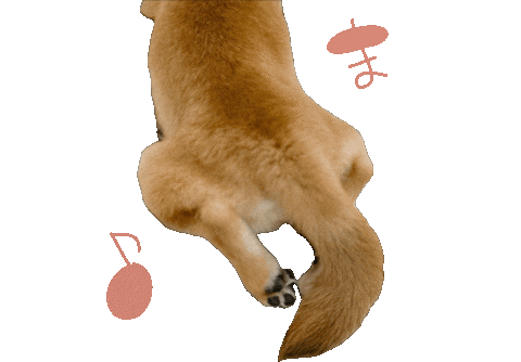 Shibasoa giphyupload 柴犬 しばいぬ 柴 Sticker