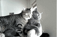 Cat Love GIF