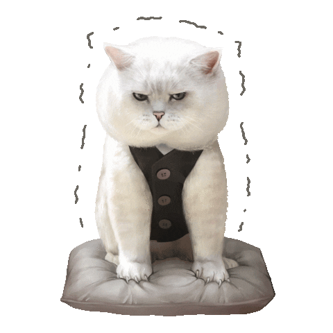 Cat Britishcat Sticker by British cats cattery and Apollo cat.