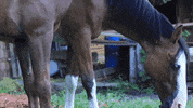 Scenic GIF by Originals