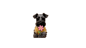 Gracias Schnauzer Sticker