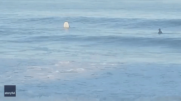 Dolphin Steals Surfers' Wave Off Southern California Coast