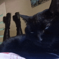 Black Cat GIF