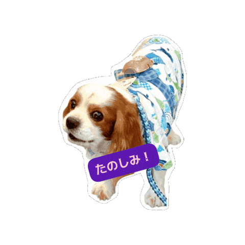 Cavalierkingcharlesspaniel Sticker