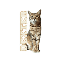 Cat Dexter Sticker by Lil Bee's Bohemian