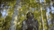 National Geographic River GIF by Nat Geo Wild