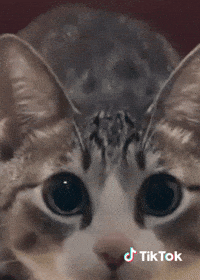Chat Jemenfou GIF by TikTok France