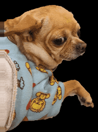 Dog GIF by XuSoDamXanh