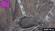 baby animal love GIF by explore.org