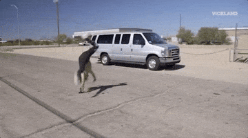 viceland GIF by KING OF THE ROAD