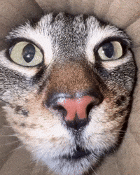 pringlecats cat cool weird cats GIF