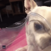 Determined Chihuahua Gets Head Stuck in McDonald’s Cup