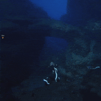 swimming GIF by Beyond Blue