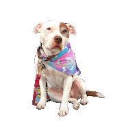 Rescue Dog Sticker by Geekster Pets