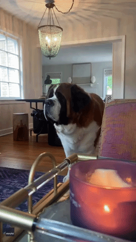 Adorable St Bernard Stares Out Window After Fan Club Leaves