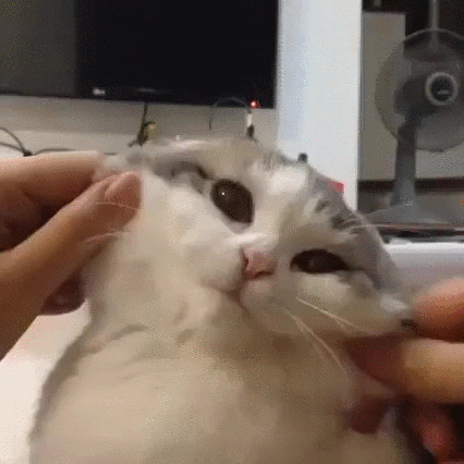 cat die GIF
