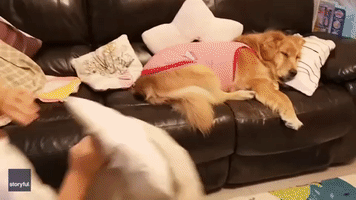 Golden Retriever Gets Tucked in for the Night