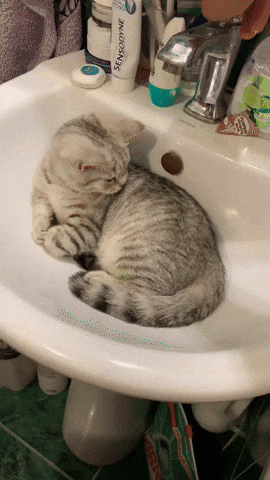 cuteanimalland giphyupload GIF