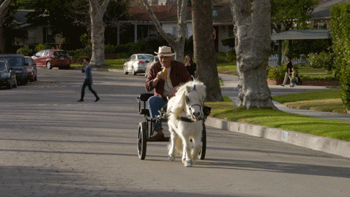 horse #lifeinpieces GIF by CBS