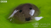 Frog Blob GIF by BBC Earth