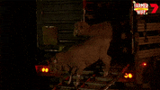 Counting Sheep GIF by Channel 7