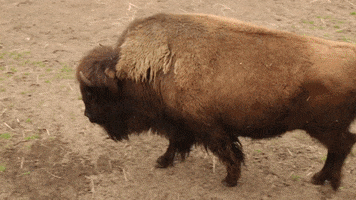 Bison Zooanimals GIF by ASL Connect