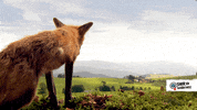 looking red fox GIF by SWR Kindernetz