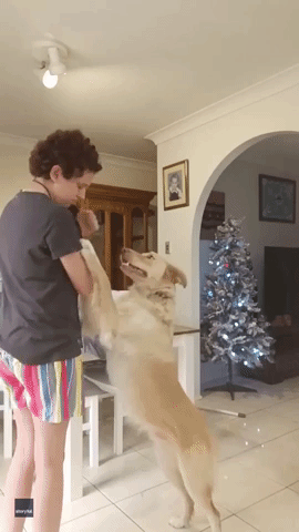 Service Dog Comes to Aid of Owner With Autism