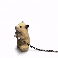 Hamster Matcha GIF