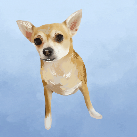 Chihuahua GIF