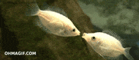 fish kissing GIF