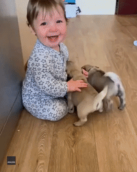 Baby and Pugs Play Together for the First Time