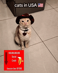 Cute Cat GIF