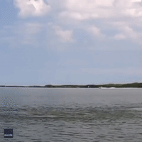 'Dramatic' Video Captures Dolphins Kicking Fish Into the Air in Tampa Bay