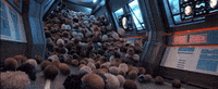 startrek star trek tribbles short treks GIF