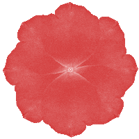 Red Rose Flower Sticker