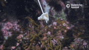 Food Eating GIF by Monterey Bay Aquarium