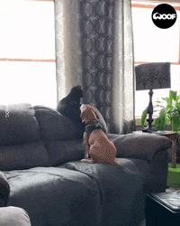 Goal Friendship GIF by JustViral
