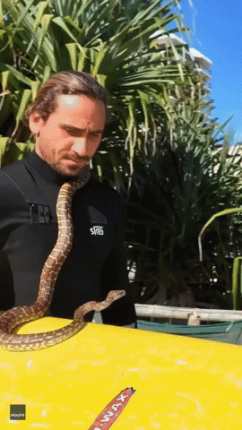 'Local Legend' Takes Pet Python Surfing in Queensland