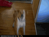 i love my dog GIF