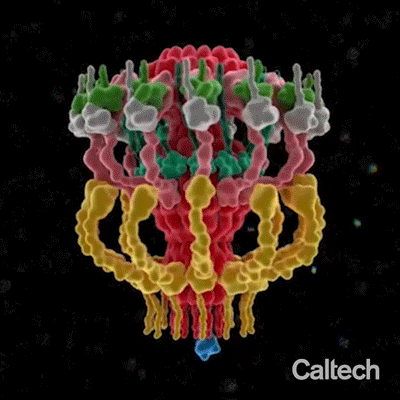 biology molecular architecture GIF by Caltech