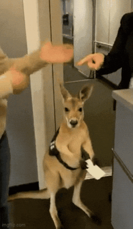 sergio9325 giphygifmaker GIF