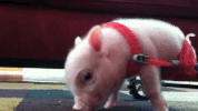 piggy GIF