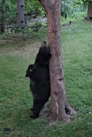 Itchy Bear Uses Tree as Back Scratcher in North Carolina Backyard