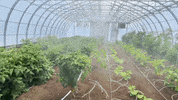 Greenhouse GIF by Oi