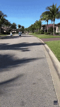 Florida Cyclist Calmly Watches as Gator Crosses Road Feet Away