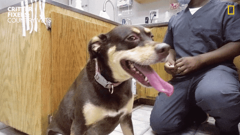 National Geographic Reaction GIF by Nat Geo Wild